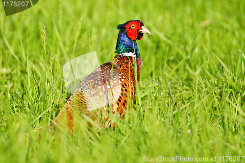 Image of Portrait of a male pheasant