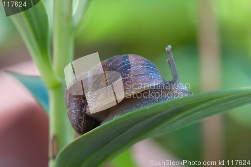 Image of Garden Pest or french delicacy