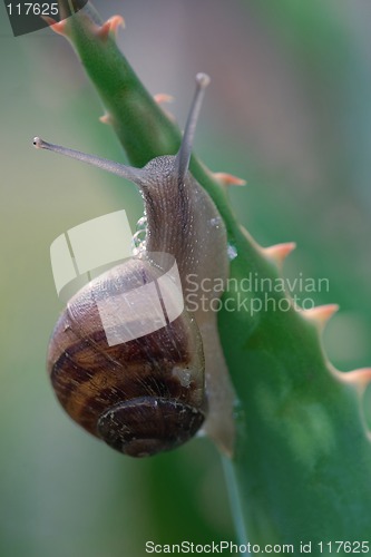 Image of Snail