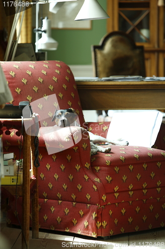 Image of Dog in old chair