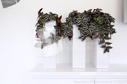 Image of Green plants on desk