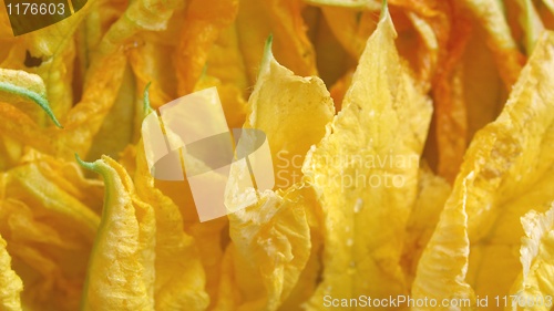 Image of Courgette flowers