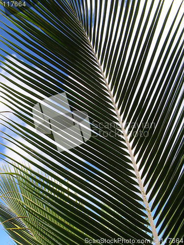 Image of Coconut Palm Frond