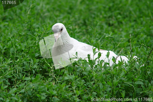Image of white pigeon