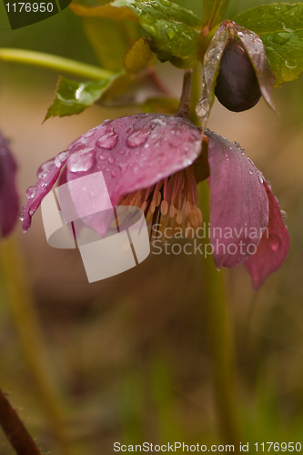 Image of helleborus niger