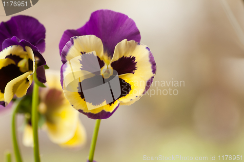 Image of pansy