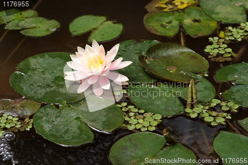 Image of Pink water lily