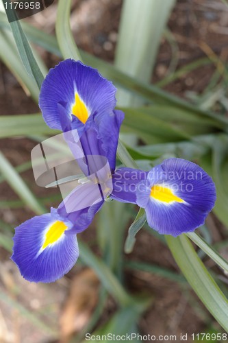 Image of Three-pointed star of purple iris flower