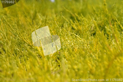 Image of Green bushes on sunset, shallow DOF