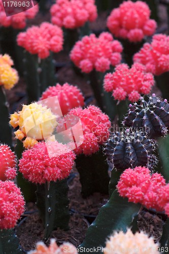 Image of Red and purple cacti, shallow DOF