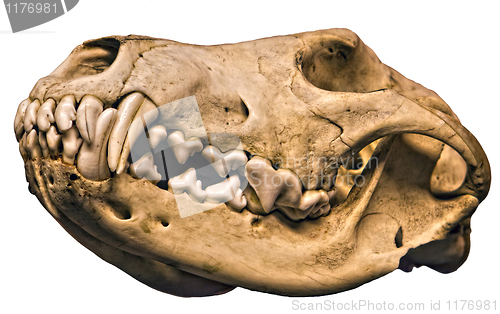 Image of Wolf Cranium