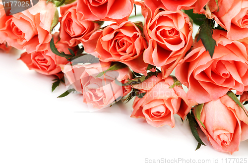 Image of pink roses