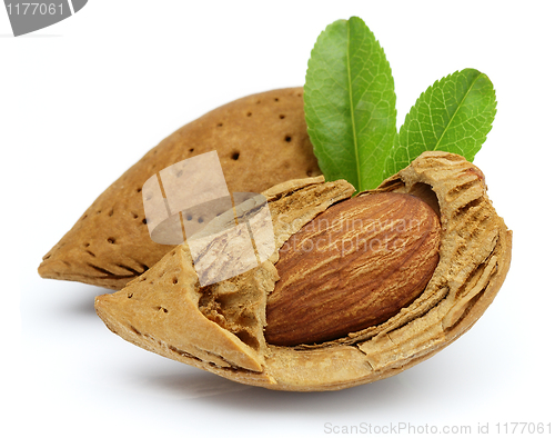 Image of Cut almond with leaves