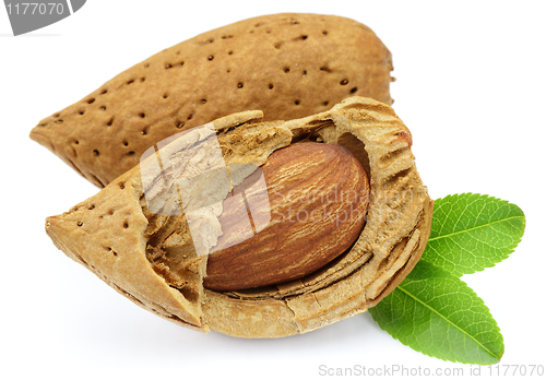 Image of Two almonds with leaves