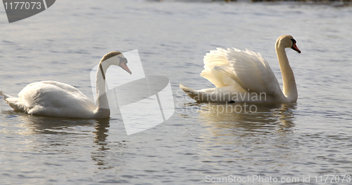 Image of Swan's swimming.