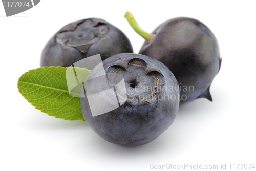 Image of Blueberry with leaves