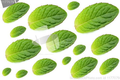 Image of Mint background