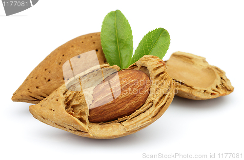 Image of Almonds with leaves