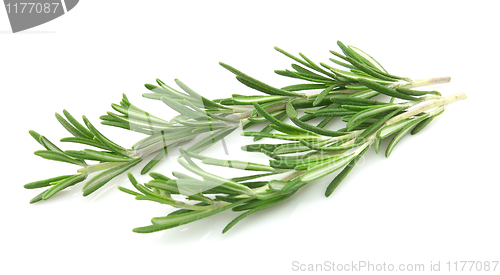 Image of Rosemary