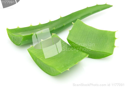 Image of Aloe vera