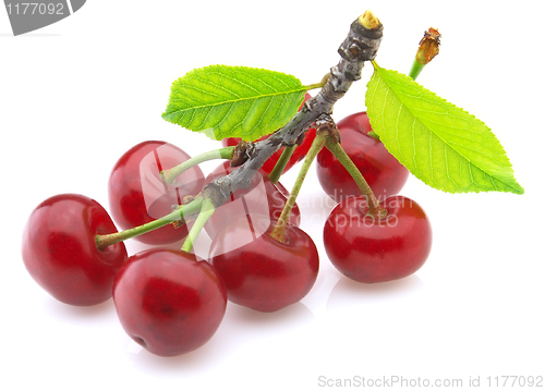 Image of Sweet cherry 