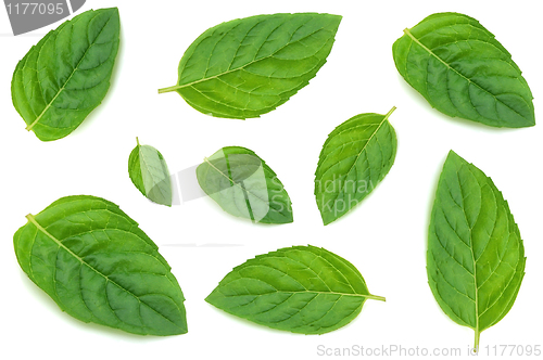 Image of Leaves of mint