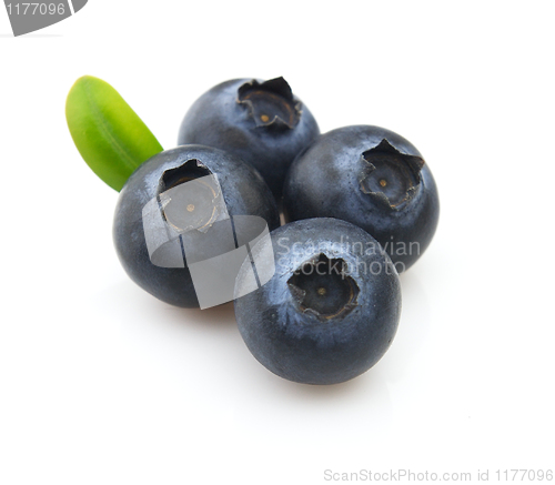 Image of Blueberry in closeup