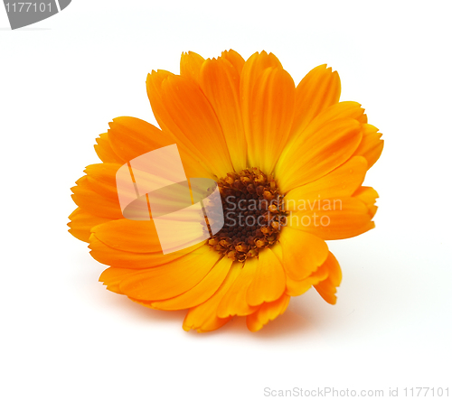Image of Marigold