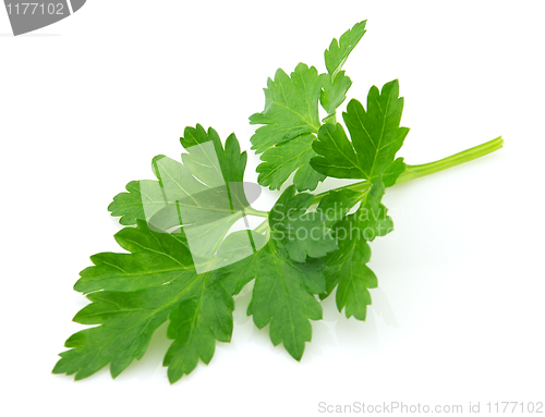 Image of Fresh parsley