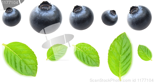 Image of Blueberry with leaves of mint