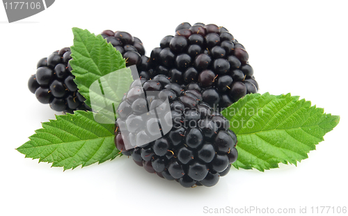 Image of Blackberry 