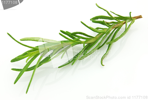 Image of Rosemary
