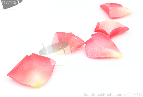 Image of Petals