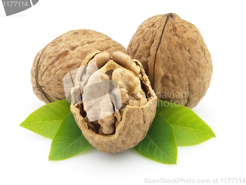 Image of Walnuts with leaves