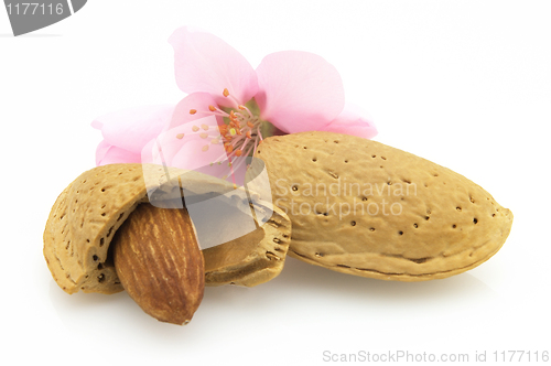 Image of Nuts with flowers