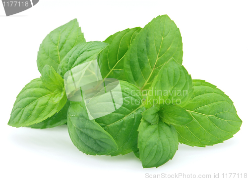 Image of Fresh mint