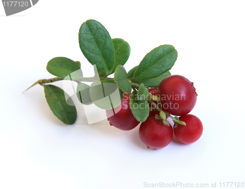 Image of Fresh cowberry