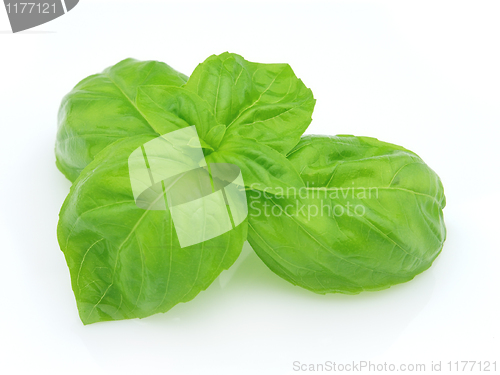 Image of Fresh basil