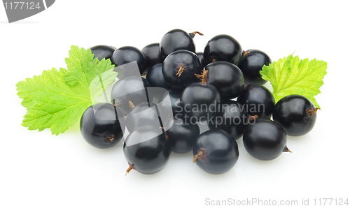 Image of Blackcurrant with leaves