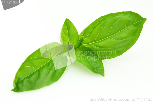 Image of Leaves of basil