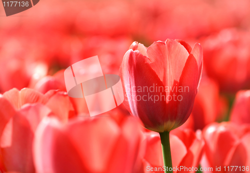 Image of beautiful red tulips