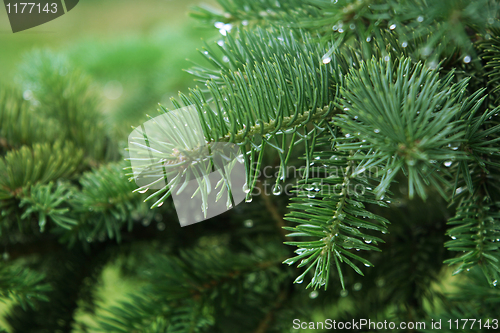 Image of pine branch with raindrops