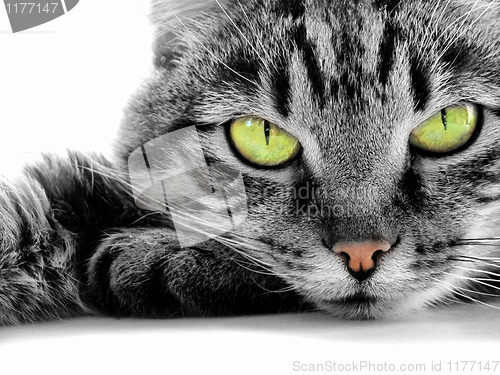 Image of green-eyed cat  