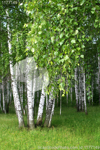 Image of birch trees with young foliage 