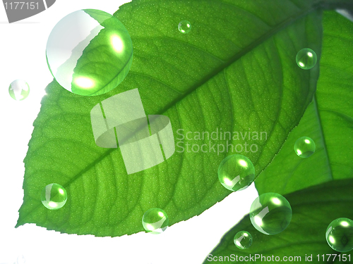 Image of green leaf with abstract air bubbles