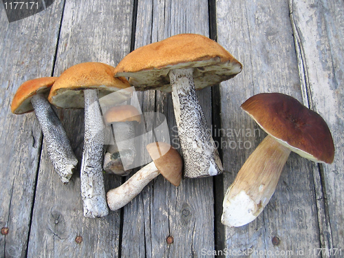 Image of eatable mushrooms