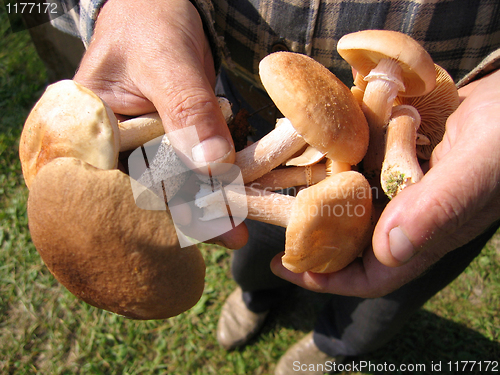 Image of eatable mushrooms