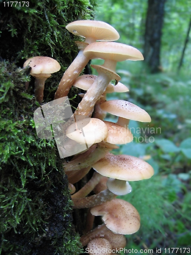 Image of honey mushrooms growing at tree