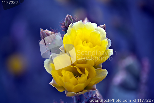 Image of Blooming Cactus