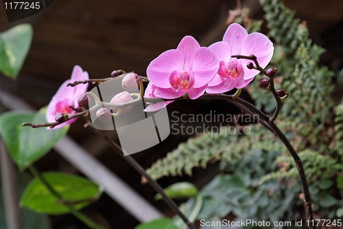 Image of Delicate pink orchid flowers on the curved branch with buds